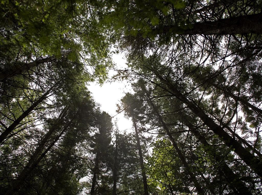 La N.-É. suspend une exploitation forestière pour se pencher sur des lichens en péril