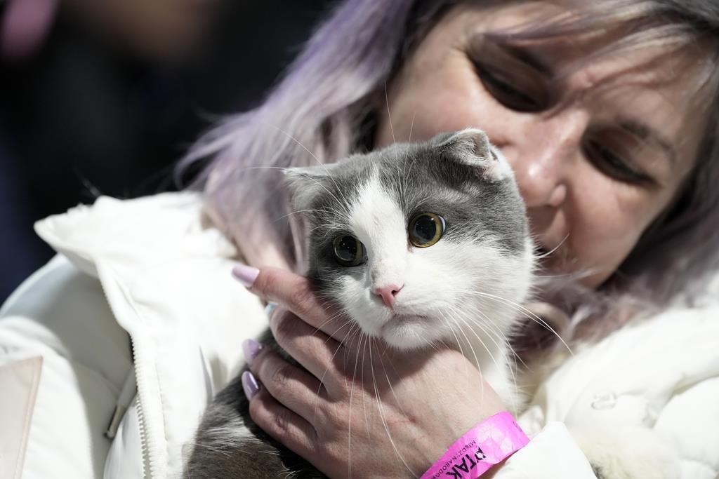 Sherbrooke: arrestation d'un homme pour cruauté envers un chat qui n'a pas survécu