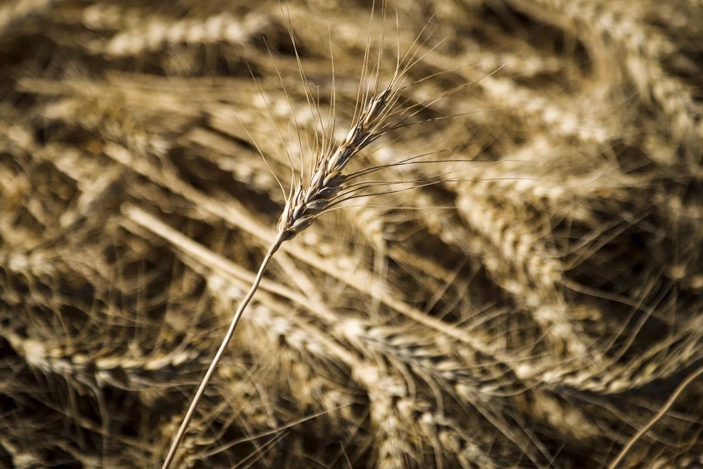 Tarifs douaniers sur les engrais russes: les agriculteurs demandent au fédéral d'agir