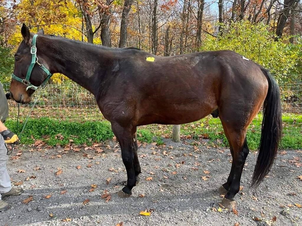 Une femme de l'Î.-P.-É. parvient à sauver son cheval bien-aimé de la mort