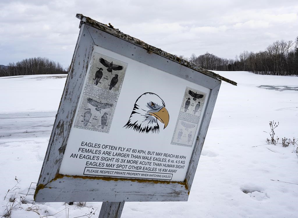 La grippe aviaire empêche un hôpital vétérinaire de soigner des oiseaux sauvages