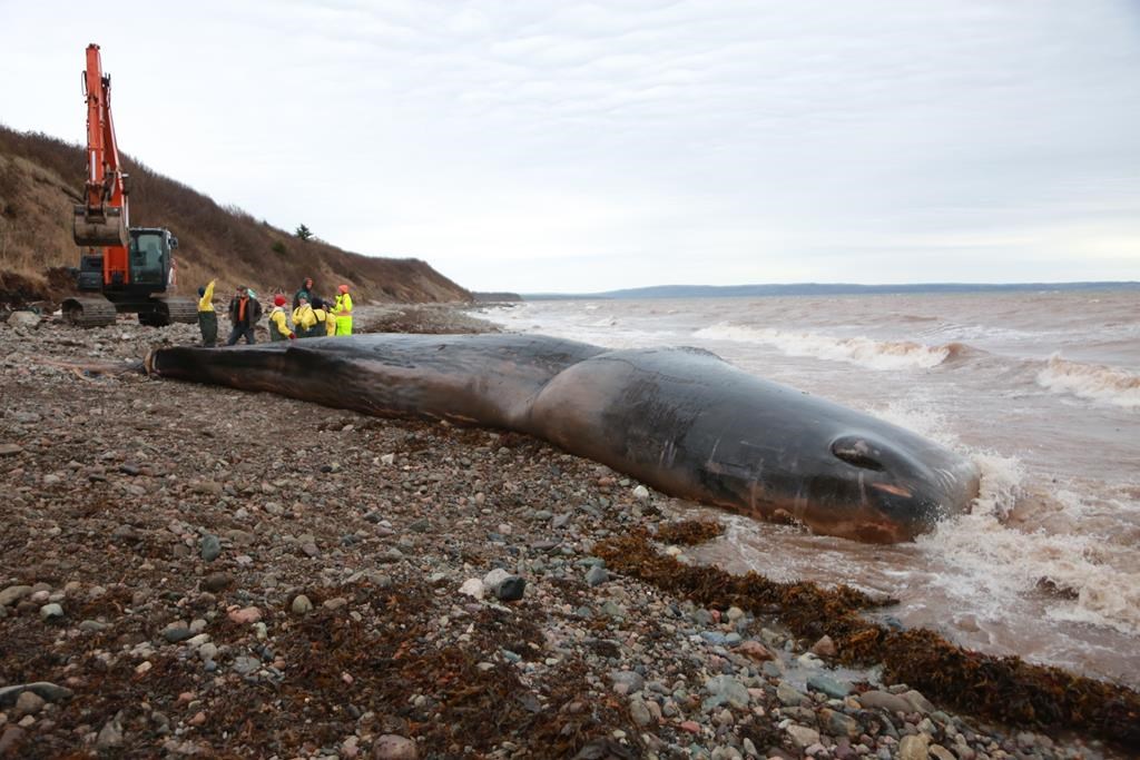 Un cachalot retrouvé mort avait ingéré 150 kg d'équipement de pêche