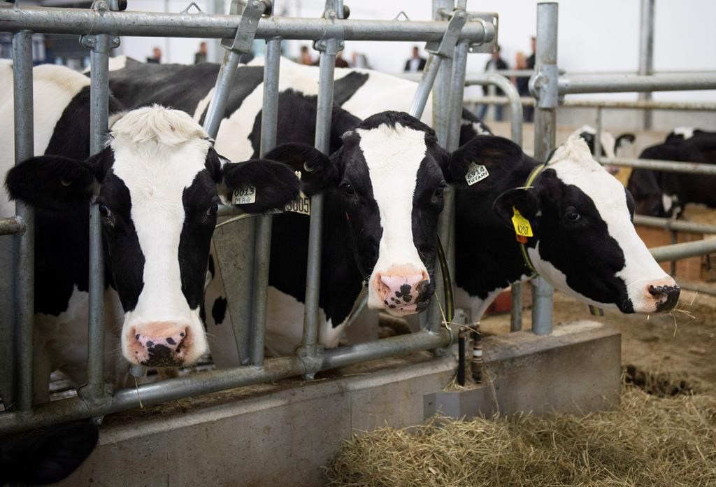 Ottawa va verser 1,7 milliard $ aux producteurs agricoles affectés par l'ACÉUM