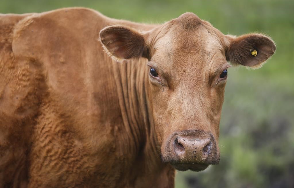L'UPA compte lancer une opération sauvetage pour récupérer les vaches en cavale