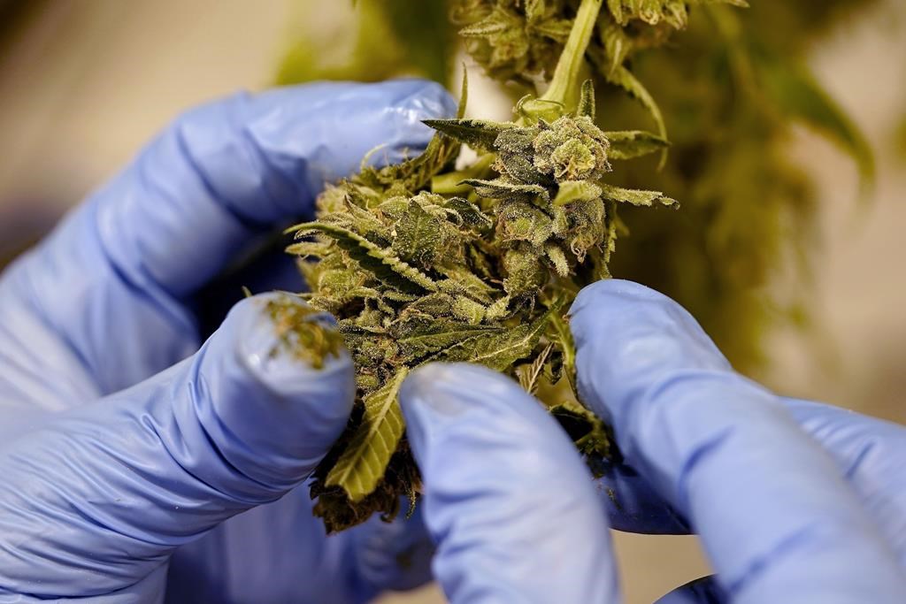 Le cannabis pourrait augmenter le risque d'arythmie