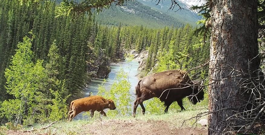 Des bisons réintroduits au parc national Banff se sont très bien adaptés