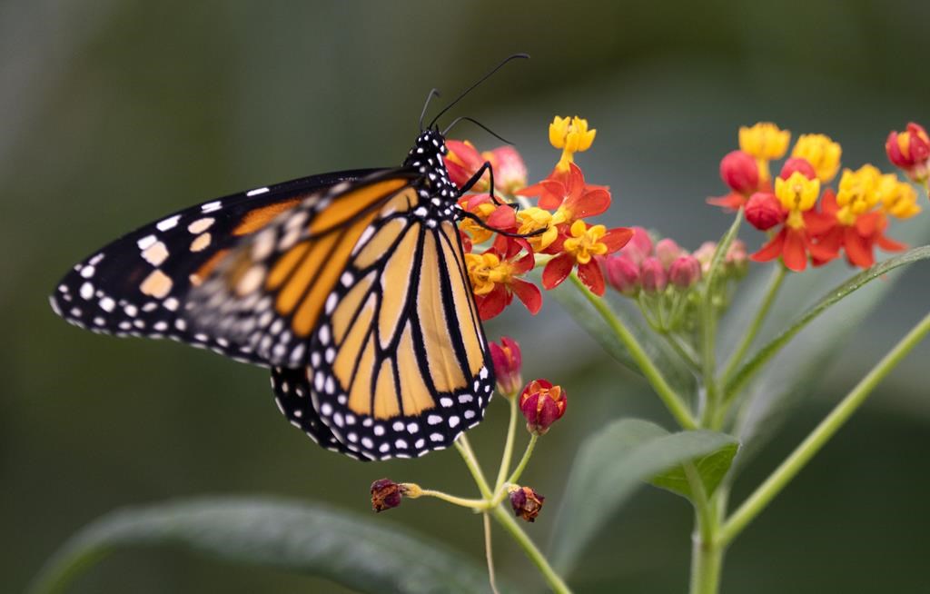Les changements climatiques menacent (aussi) les insectes
