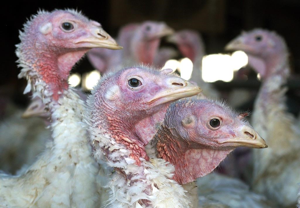 La grippe aviaire provoque une pénurie de dinde avant Noël en Colombie-Britannique