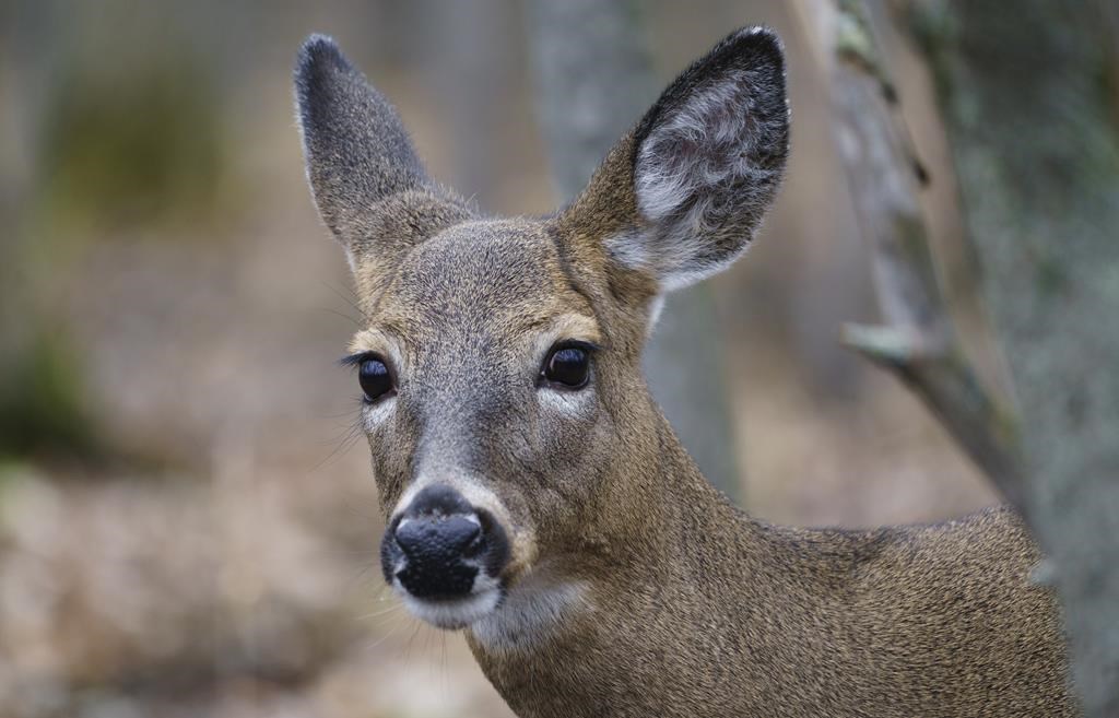 La Cour d'appel empêche temporairement l'abattage des cerfs de Longueuil