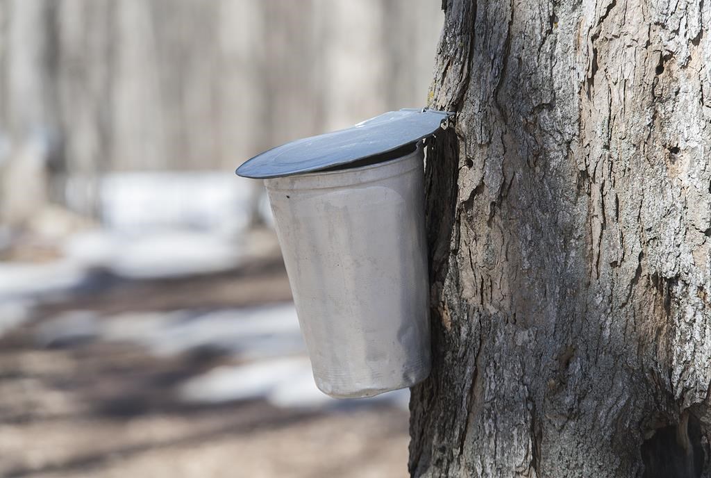 Canada: bonne année pour l'acériculture, notamment au Québec et au Nouveau-Brunswick