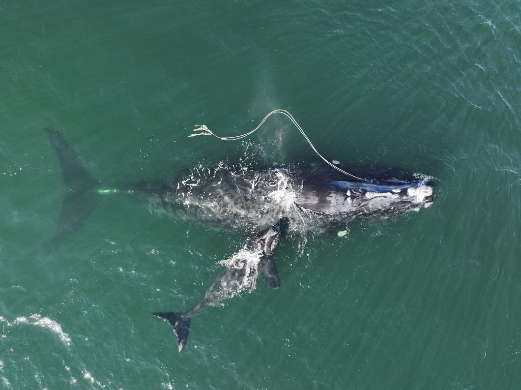 Des progrès ont été réalisés pour sauver les baleines noires de l'extinction