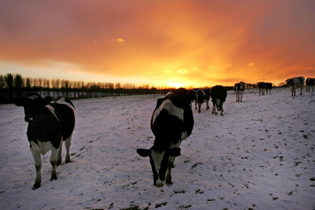 Quatre vaches en cavale en Mauricie ont été capturées et remises à leur propriétaire