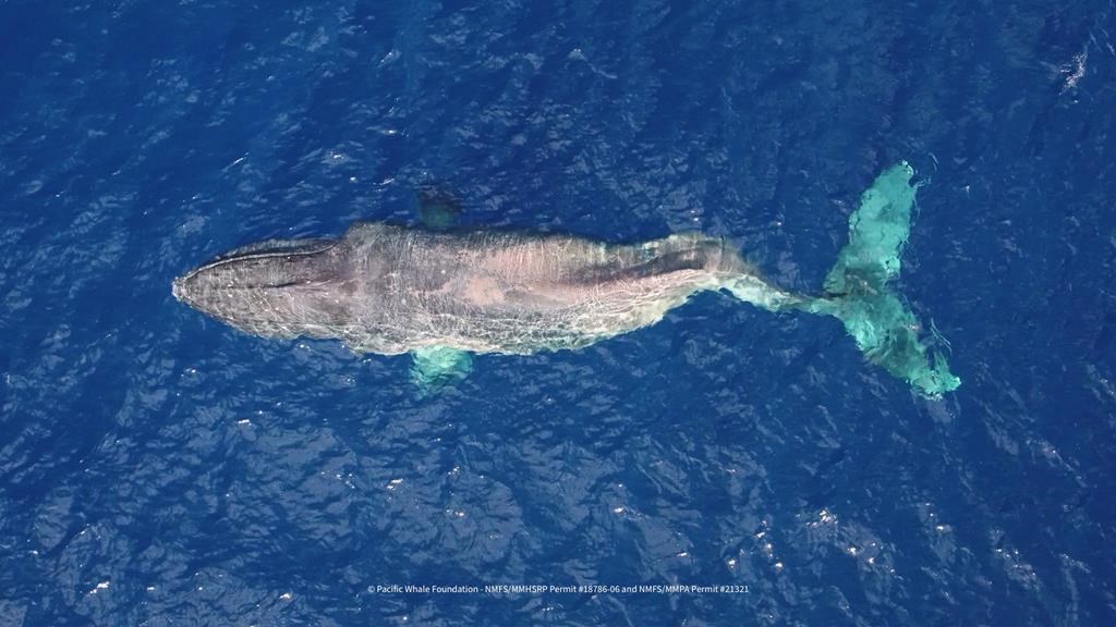Une baleine tenace traverse le Pacifique avec la colonne vertébrale brisée