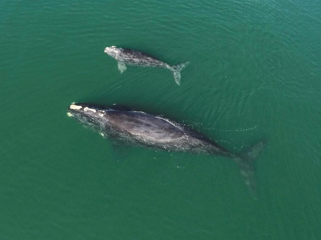 La naissance de neuf baleineaux suscite de l’espoir pour les baleines noires