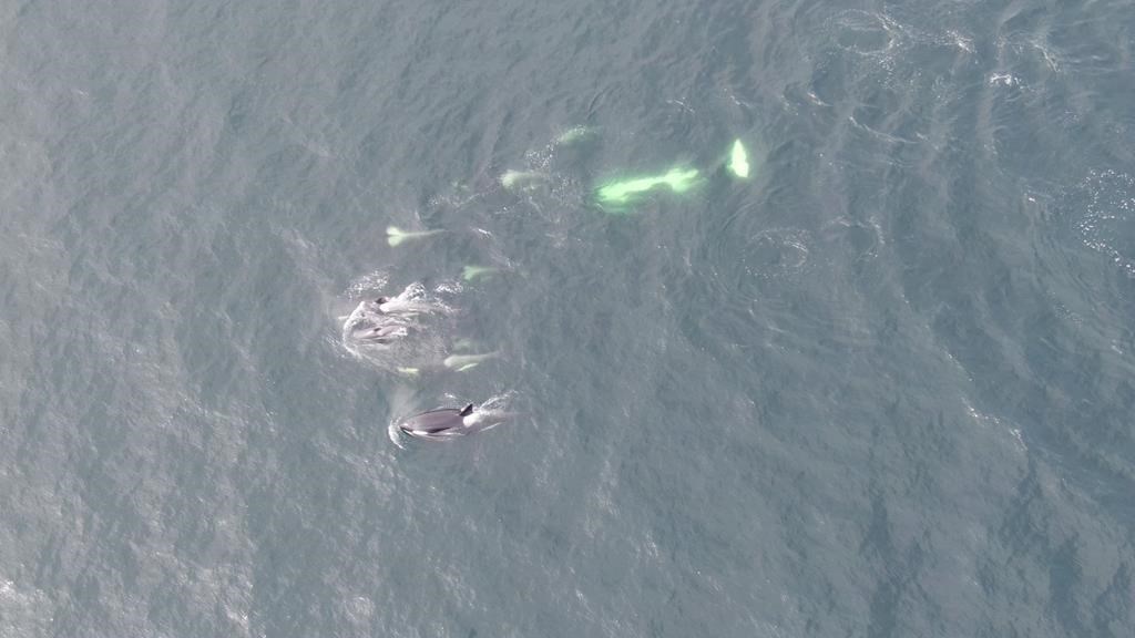 Des toxines du papier hygiénique trouvé dans des baleines de la Colombie-Britannique