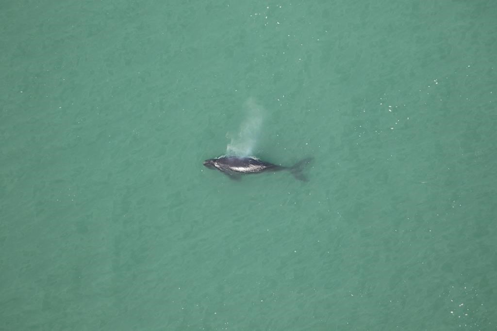 Une très jeune baleine noire de l'Atlantique Nord est retrouvée morte en Caroline