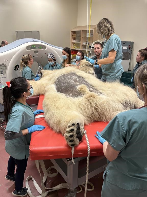 Un ours polaire transporté de Québec à Saint-Hyacinthe pour passer des tests médicaux