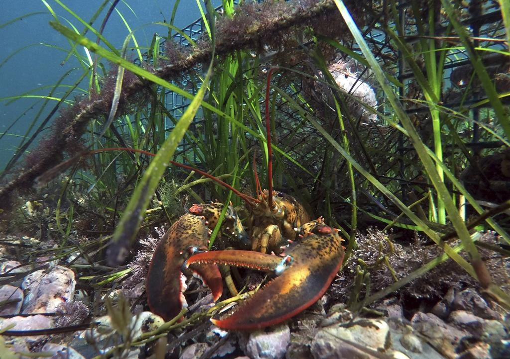 La perte de micro-organismes nuit à la pêche et aux océans, disent des chercheurs