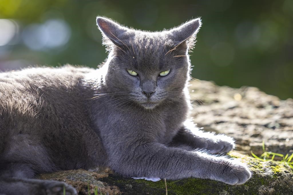 Les chats retombent sur leurs pattes, les humains marchent mieux