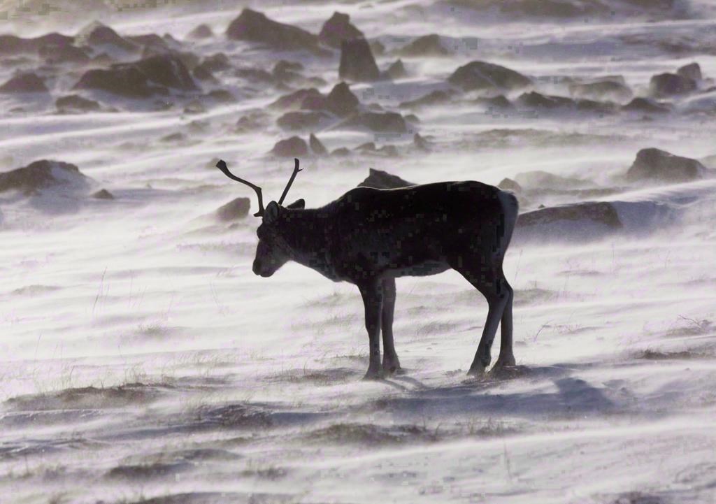 Nouveaux inventaires des caribous: le déclin continue