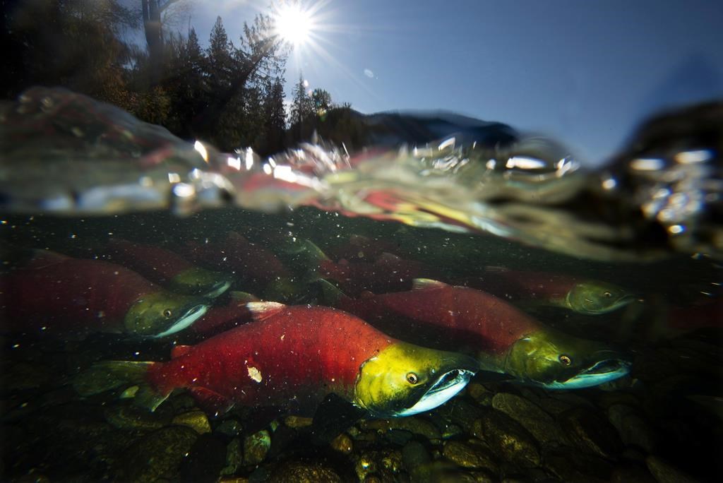 Une coalition se forme pour sauver de l'extinction le saumon du Pacifique