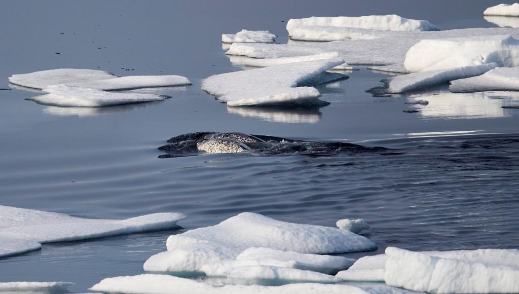 Le trafic maritime à blâmer pour le déclin du nombre de narvals au large de Baffin