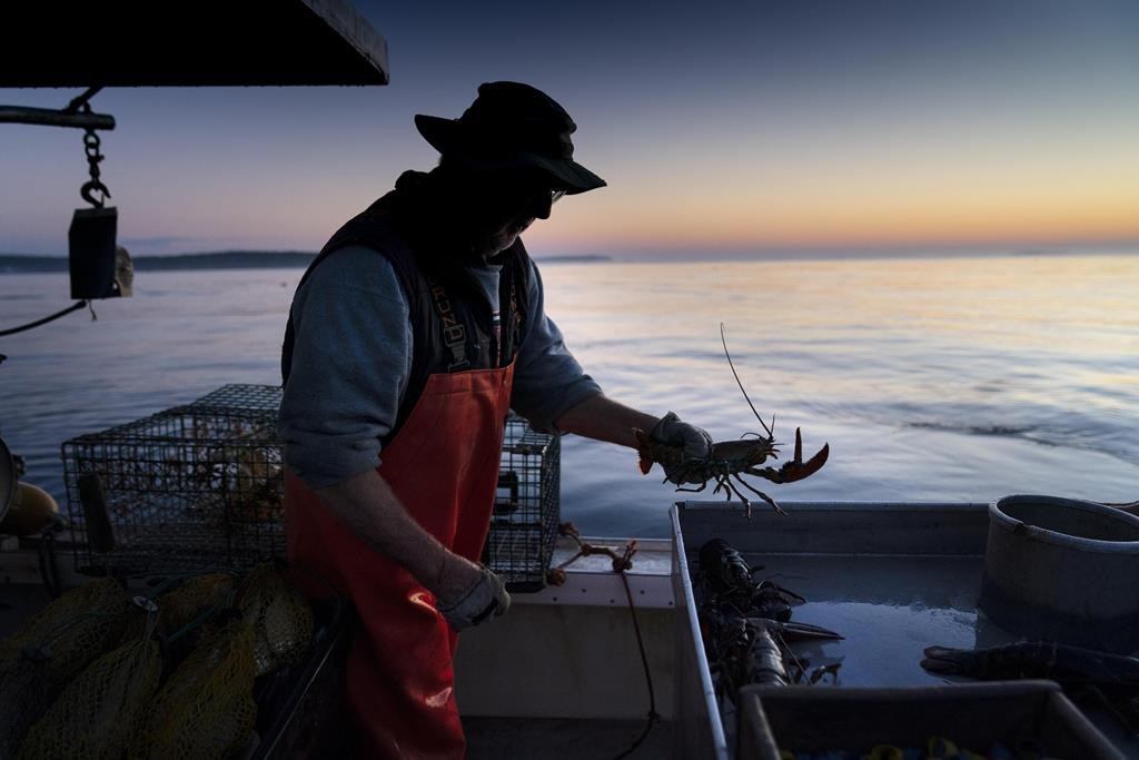 É-U: la taille permise des homards pourrait changer pour protéger la population