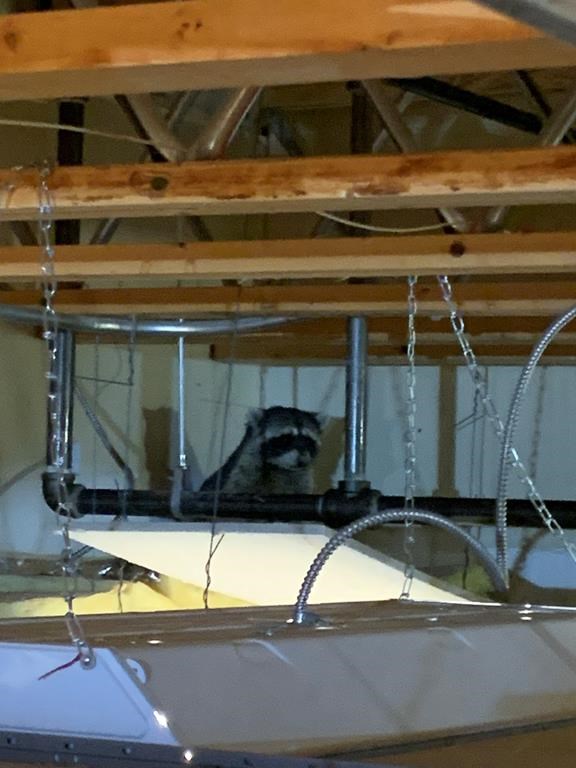 Un raton laveur provoque la fermeture d'une école de la C.-B. pendant une journée
