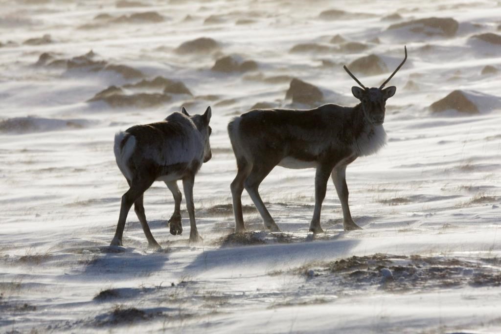 Le caribou est de juridiction québécoise, rappelle l'opposition
