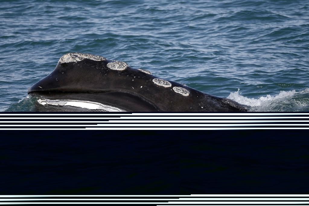 Baleines noires: la localisation des engins de pêche pourrait aider aux recherches