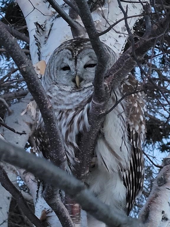 Une chouette blessée de l'Île-du-Prince-Édouard sera soignée en Nouvelle-Écosse