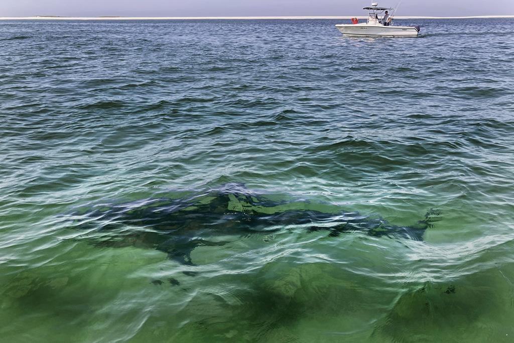 Les requins et raies de l'Atlantique Nord-Ouest se portent mieux, grâce aux mesures