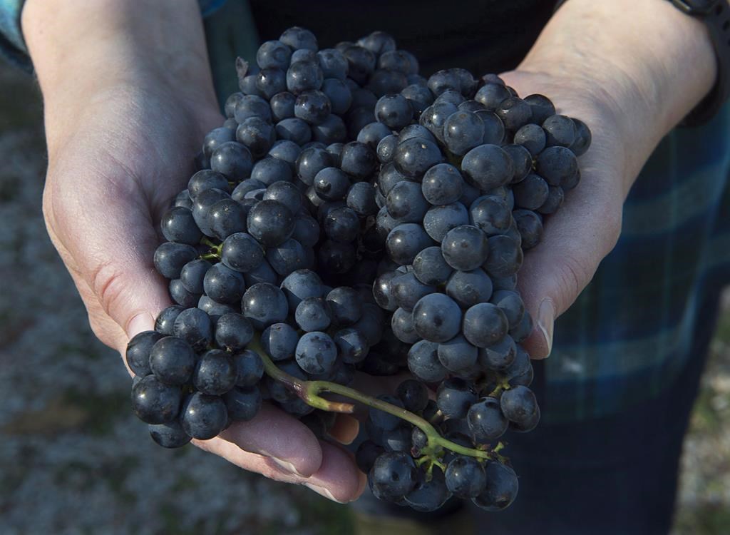 La N.-É. versera 15 M$ aux fruiticulteurs ayant subi les impacts du froid extrême