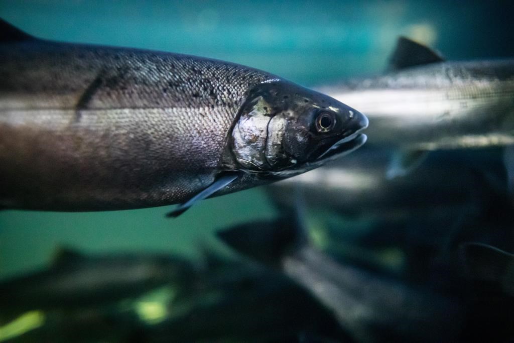 Le Canada invité à garder les animaux génétiquement modifiés hors de la nature
