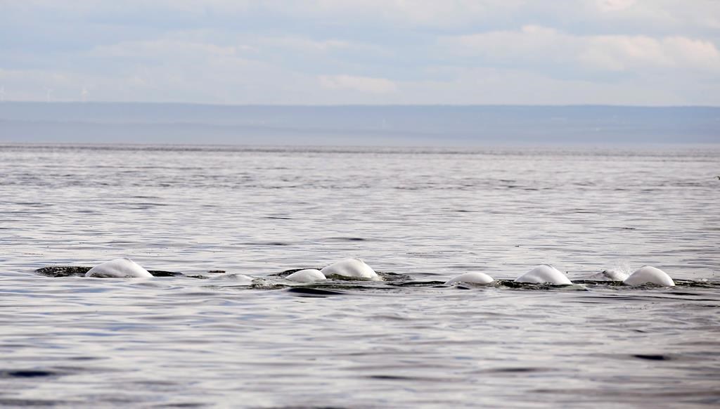 Québec et Ottawa ont l’intention d’agrandir le parc marin du Saguenay-Saint-Laurent