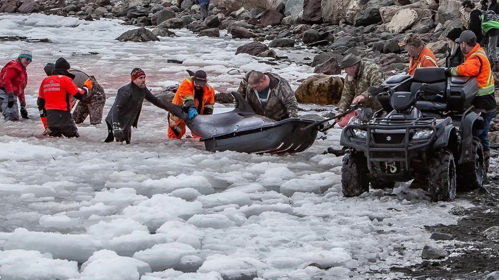 Une ville de Terre-Neuve se mobilise pour sauver des dauphins piégés par les glaces