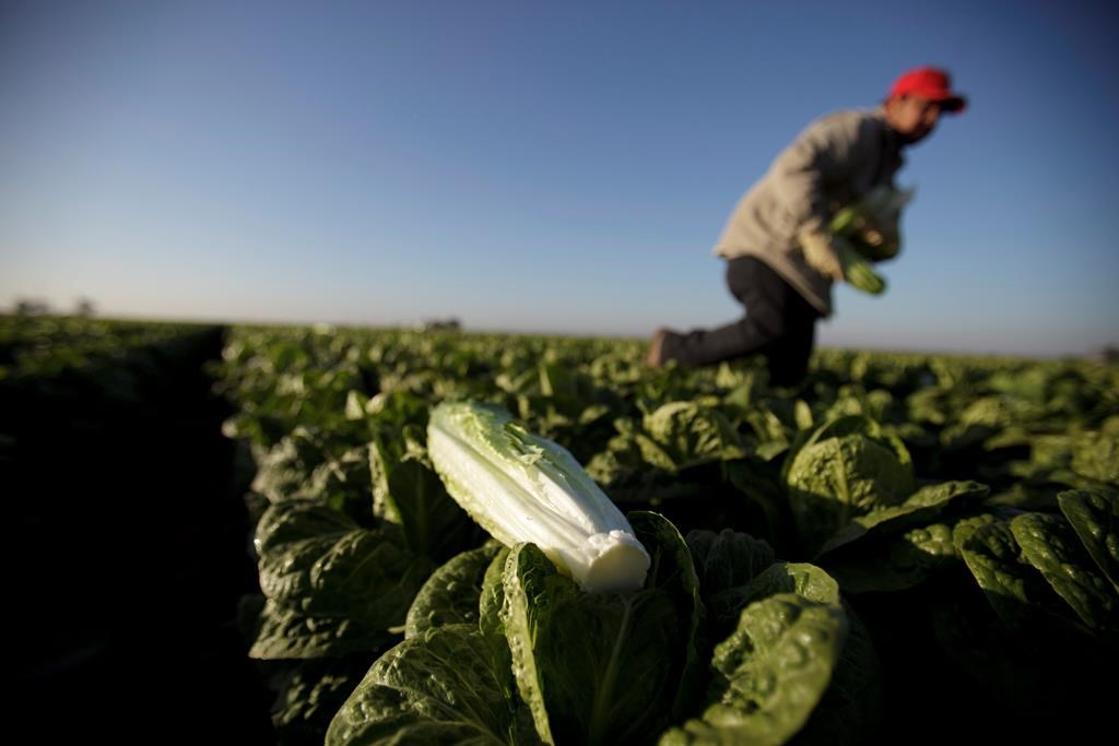 La Californie inondée poussera le prix des laitues, possiblement jusqu'à l'été