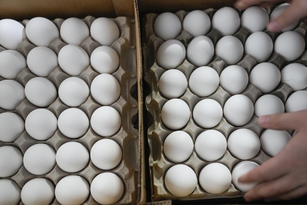 Les Producteurs d'œufs du Canada veulent des œufs verts dans les assiettes en 2050