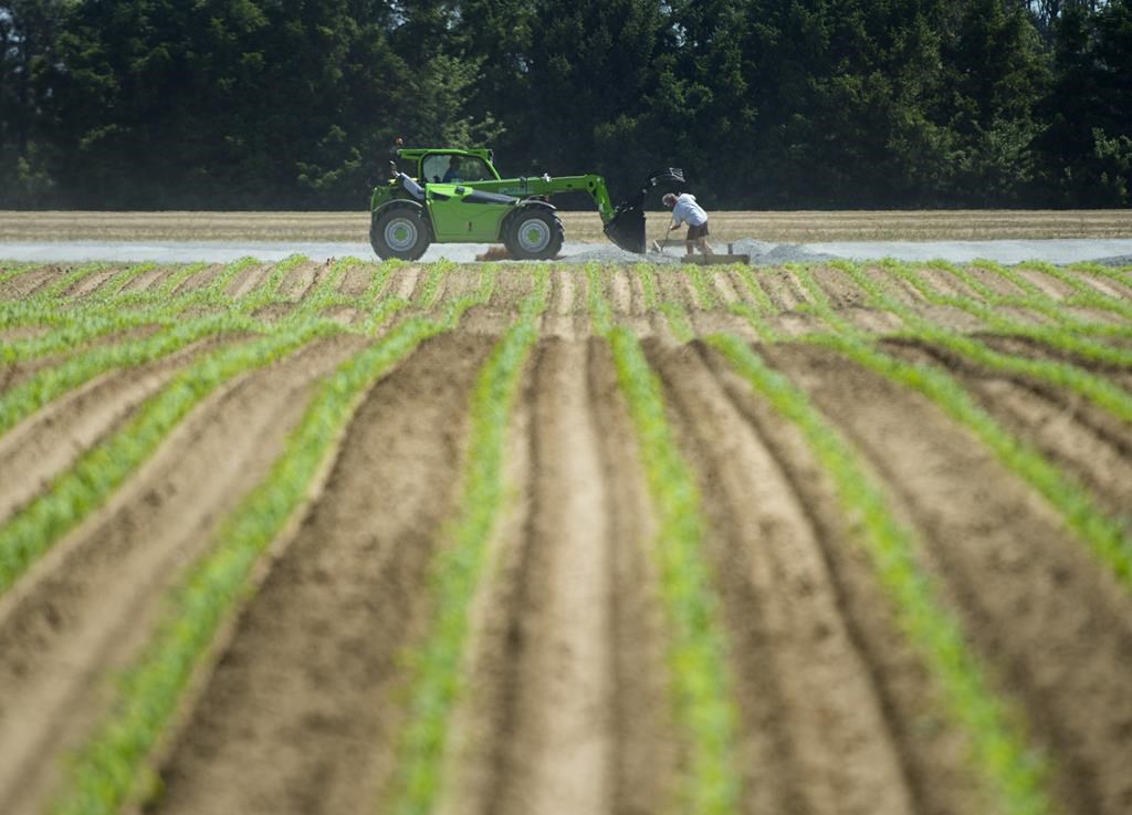 N.-B.: les travailleurs étrangers ont travaillé dans de piètres conditions