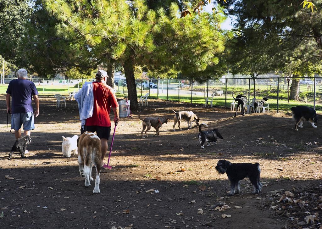 Un ver résistant au traitement se propage parmi les chiens aux États-Unis