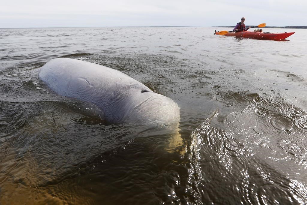 Protéger des baleines grâce à l’intelligence artificielle