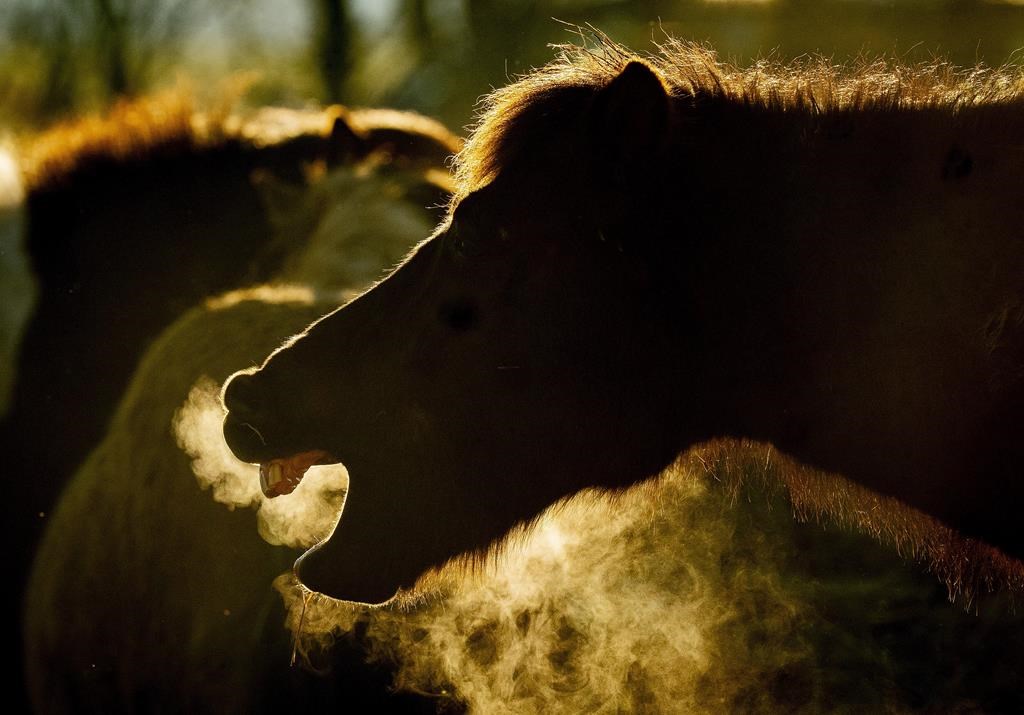 La SPCA de Montréal dénonce vivement l'exportation de chevaux vivants vers le Japon