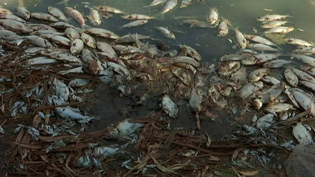 Des millions de poissons morts s'échouent en Australie après une vague de chaleur