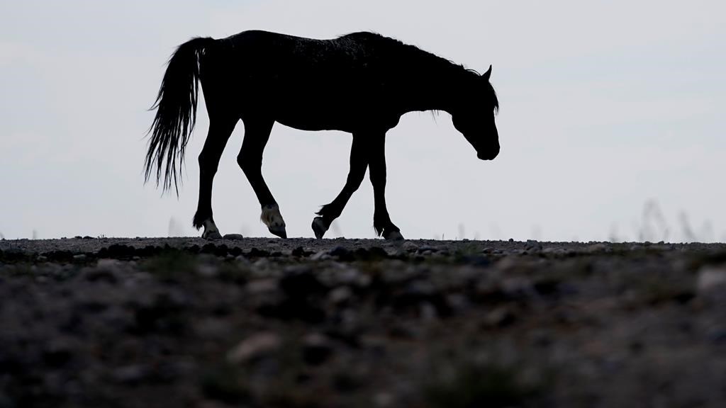 C.-B.: la GRC enquête après que 17 chevaux sauvages aient été abattus