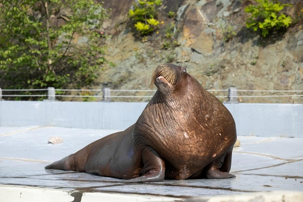 Le dernier morse de l'Aquarium du Québec n'est plus au pays
