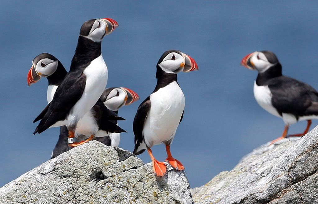 Ingestion de plastique: une nouvelle maladie est décrite chez les oiseaux marins