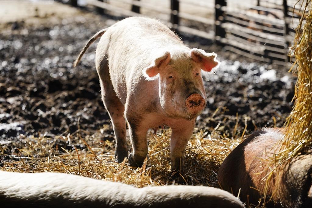 La SPCA de Montréal souhaite une législation sur le bien-être des animaux d'élevage