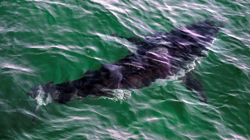Un projet de tourisme avec les requins suscite des débats en Nouvelle-Écosse
