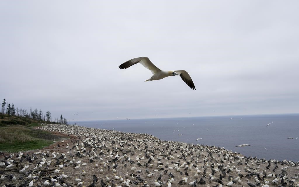 La Gaspésie veut maintenir en 2023 l'intérêt touristique et mieux le répartir