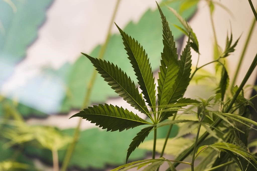 La consommation de cannabis au Québec demeure stable